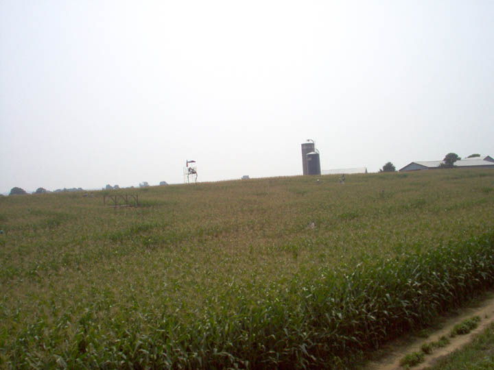 Corn Field Maze